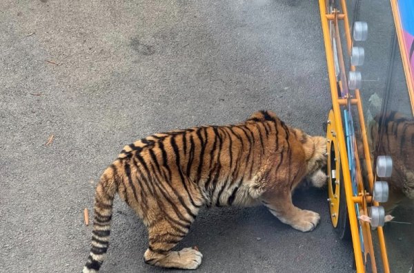 在线股票配资网 大连一动物园观光车压碎老虎下巴？涉事动物园回应