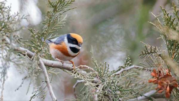 成都股票配资公司 北京密云发现新物种，实属罕见！